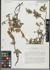 Foto von Salix saxatilis Turcz. ex Ledeb.